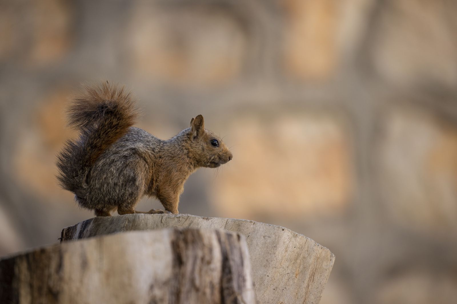 Munzur Vadisi'nin sevimli sakinleri sincaplar kış hazırlığında 5