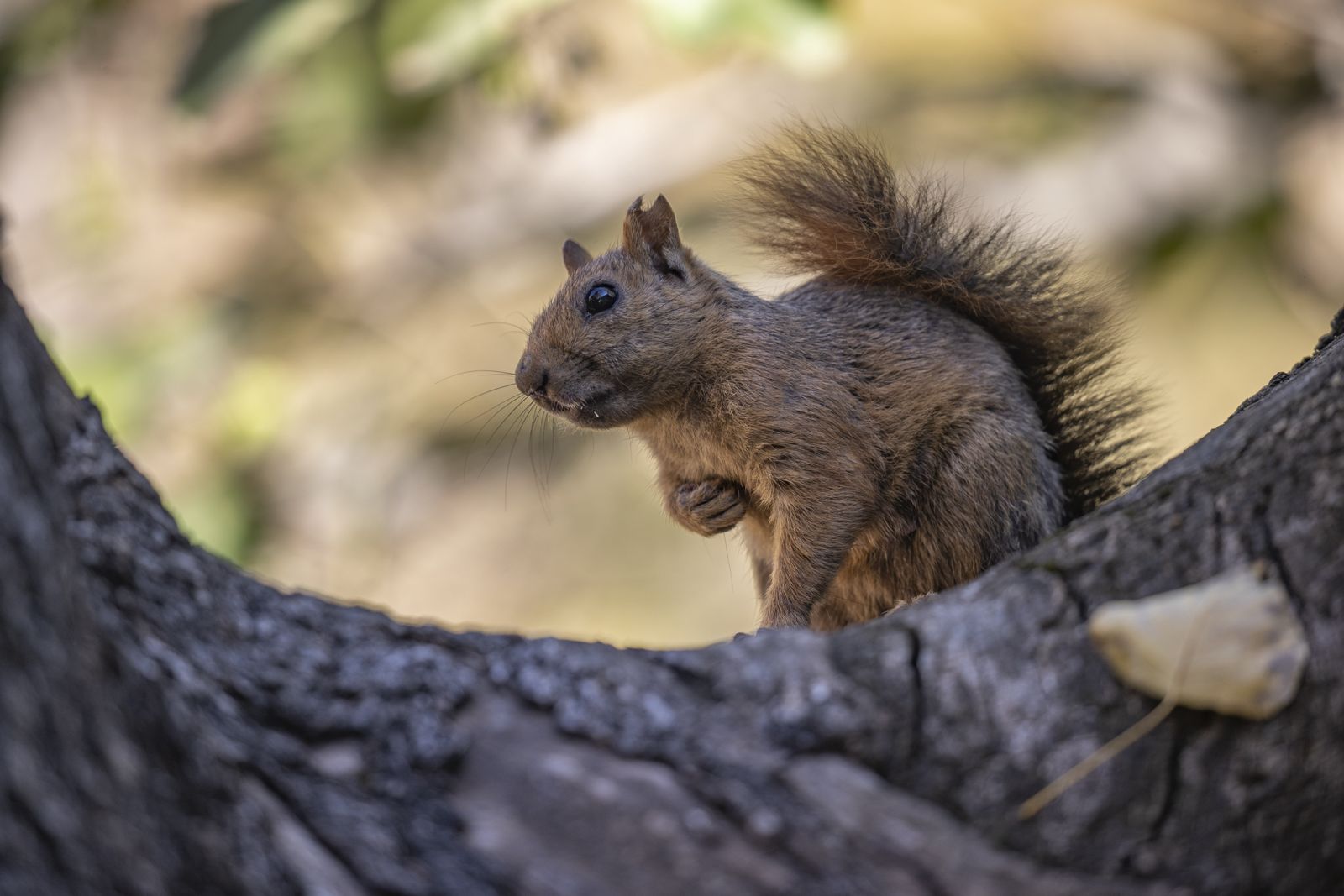 Munzur Vadisi'nin sevimli sakinleri sincaplar kış hazırlığında 1