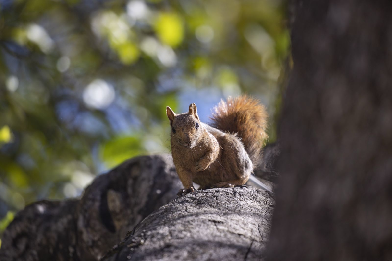 Munzur Vadisi'nin sevimli sakinleri sincaplar kış hazırlığında 2