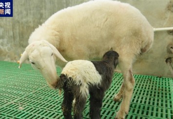 Dünyanın ilk klonlanmış Tibet koyunları dünyaya geldi