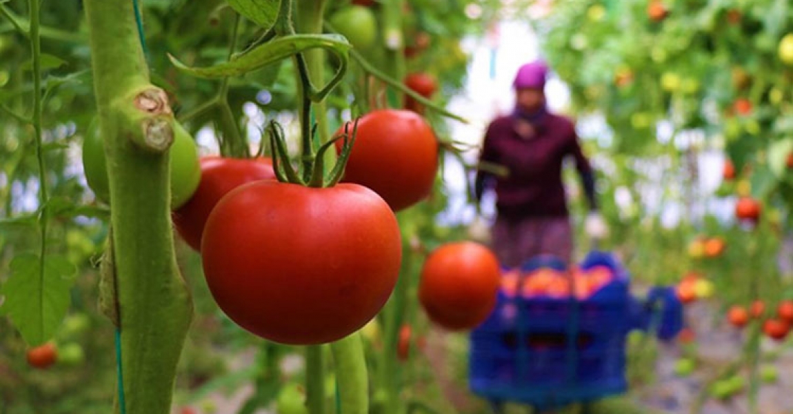 Dayanıklılığı ve lezzetiyle öne çıkan Söğüt domatesine talep artıyor