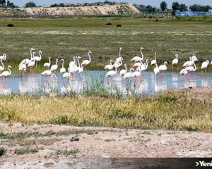Tuz Gölü misafiri flamingolar sonbahara kadar kalacakları evlerine geldi