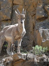 Yaban keçileri Munzur ve Pülümür vadilerine güzellik katıyor