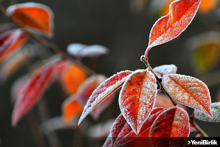 Erzurum, Ardahan, Kars, Tunceli ve Ağrı'da soğuk hava etkisini sürdürüyor