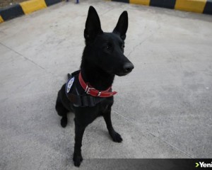 Narkotik dedektör köpeği 'Arven'e uyuşturucu zulası dayanmıyor