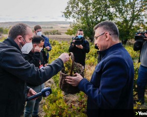 Cumhurbaşkanı Yardımcısı Oktay, memleketi Çekerek'te üzüm hasadına katıldı
