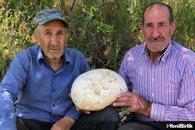 Elazığ'da bir kişi 4'er kilogram ağırlığında 2 meşe mantarı buldu
