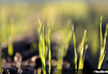 Çiftçilere dağıtılan 50 ton ata buğdayı kavılca tohumu toprakla buluşturuldu