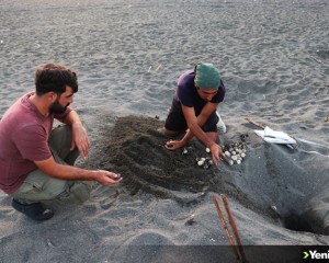 Hatay'da izleme ve koruma çalışmaları deniz kaplumbağası yuvalarını artırdı