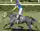 At yarışlarında 96. Gazi Koşusu'nu 'Secret Power' isimli safkan kazandı