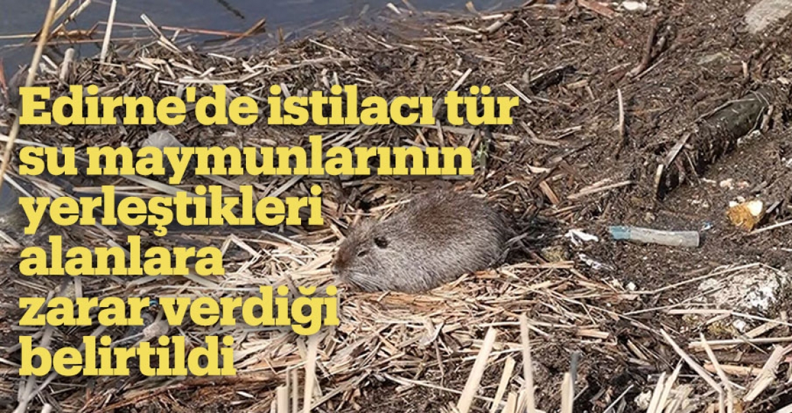 Edirne'de istilacı tür su maymunlarının yerleştikleri alanlara zarar verdiği belirtildi