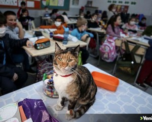 Kedi 'Karamel' soğuktan sığındığı okulun maskotu oldu