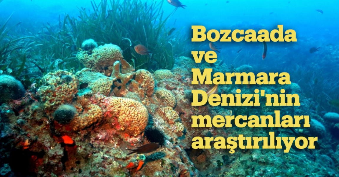 Bozcaada ve Marmara Denizi'nin mercanları araştırılıyor