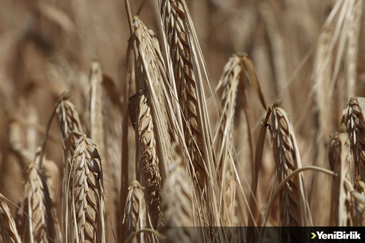 2023'te 20 milyon ton buğday üretimi hedefleniyor