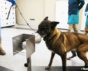 K9 köpekleri Kovid-19 hastalarını teşhiste son aşamaya yaklaştı