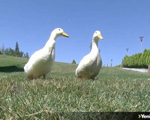 Başakşehir'de gölete bırakılmak istenen ördekler için İçişleri Bakanlığı devreye girdi