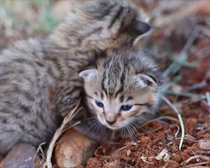 Osmaniye'de tarlada bulunan yaban kedisi yavruları bakıma alındı