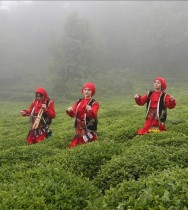 Giresun'da çay hasadı etkinliği düzenlendi