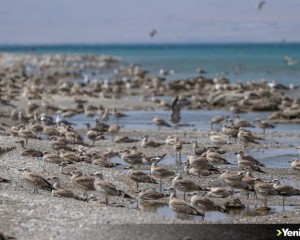 Besin azlığı ve aşırı sıcaklar nedeniyle Van Gölü havzasında martı ölümleri arttı