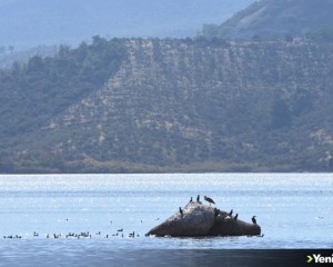 Bafa Gölü 261 kuş türüne ev sahipliği yapıyor