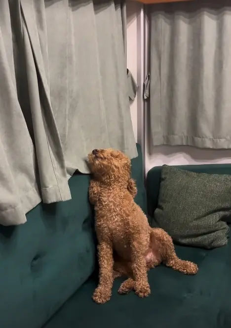 Afra Saraçoğlu köpeği Nagi'yi Yalı Çapkını setine getirdi! 7