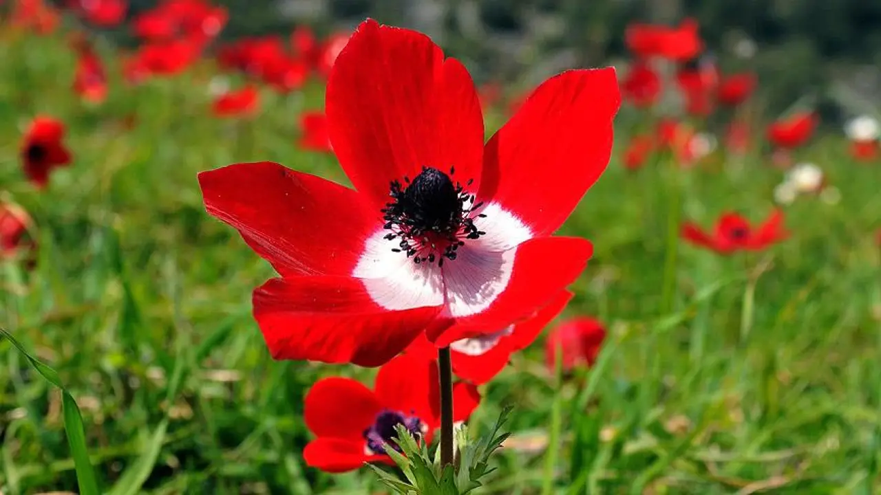 Cemre Ne Zaman Düşecek, Cemre Düşmesi Ne Demek, Neden Kullanılıyor? (2025 Cemre Düşme Tarihleri) 3