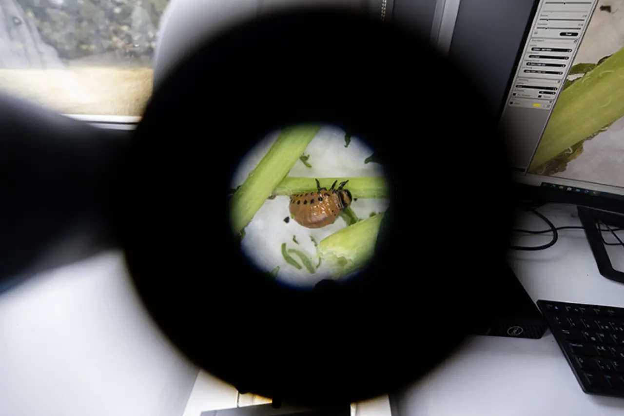 Obezite ve Karaciğer Yağlanmasına Çare Patates Böcekleri Olabilir! 4