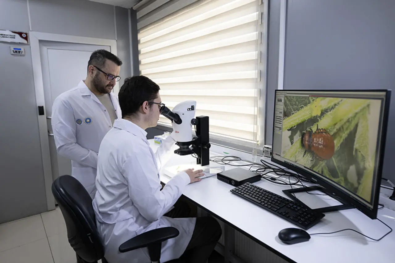 Obezite ve Karaciğer Yağlanmasına Çare Patates Böcekleri Olabilir! 6