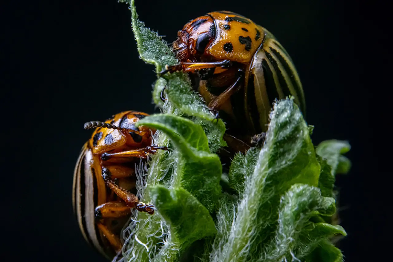 Obezite ve Karaciğer Yağlanmasına Çare Patates Böcekleri Olabilir! 2
