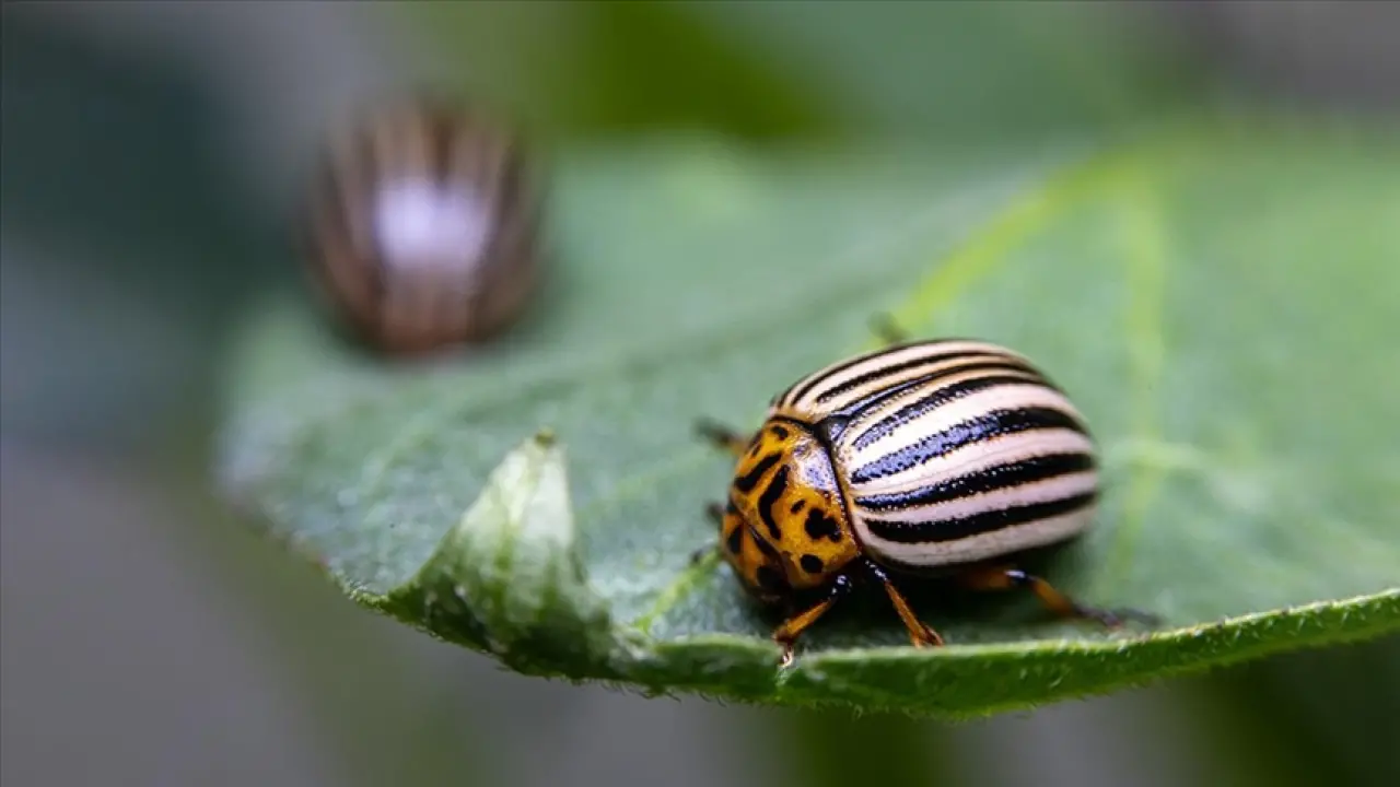 Obezite ve Karaciğer Yağlanmasına Çare Patates Böcekleri Olabilir! 1
