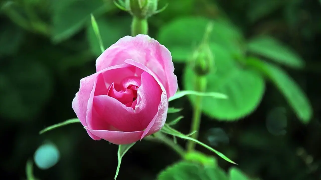 Sevgililer Günü İçin Çiçek Seçerken Anlamını Bilin: Her Çiçeğin Farklı Bir Mesajı Var! 5