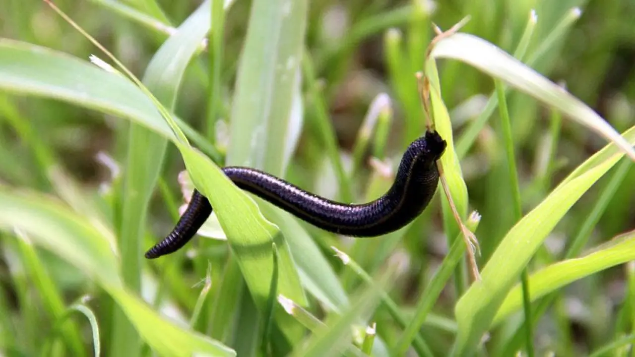 Sülük Salgısından Yeni Tedavi Yolda: MS ve Romatizma Hastalarına Umut Olabilir 4