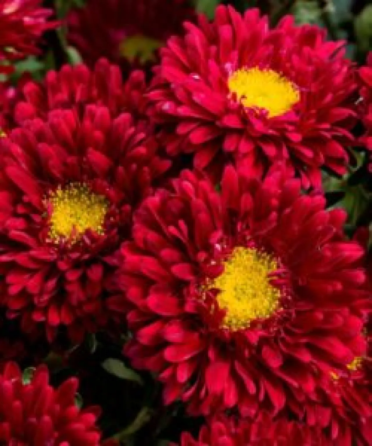 Sevgililer Günü İçin Çiçek Seçerken Anlamını Bilin: Her Çiçeğin Farklı Bir Mesajı Var! 7