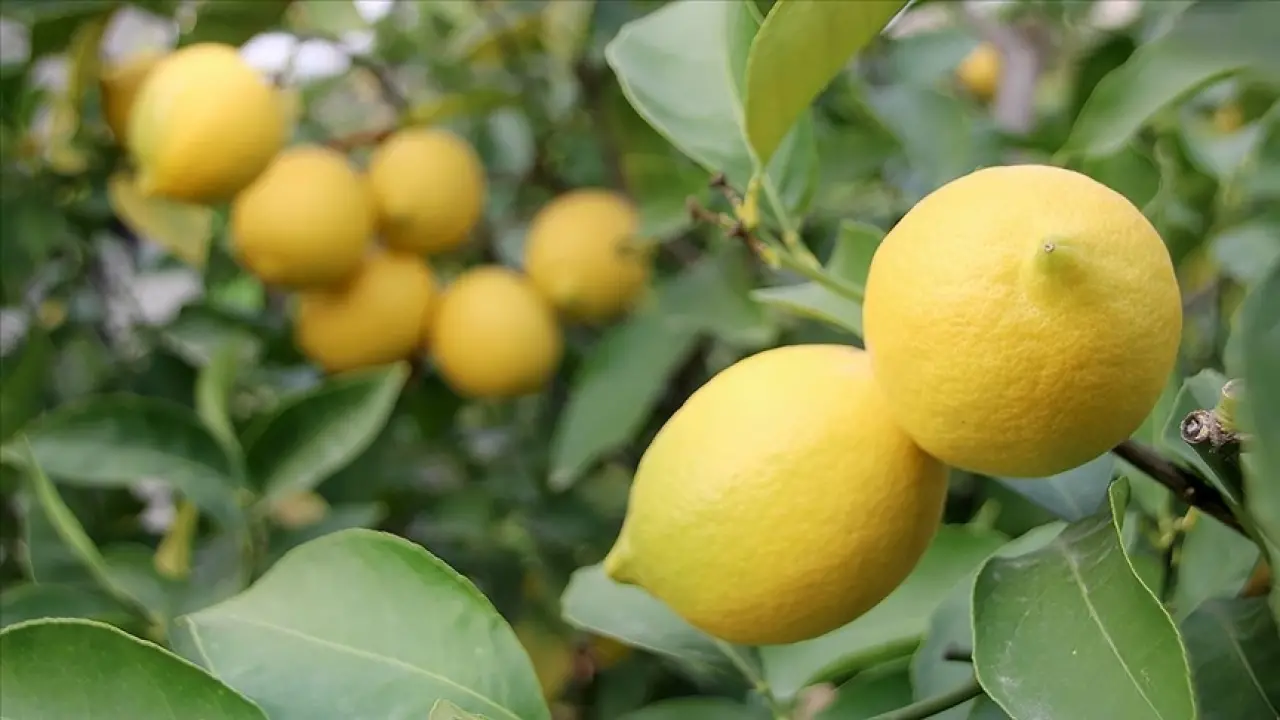 Tansiyon Tedavisinde Yeni Yöntem: Limon Değil Limon Kokusuyla Tedavi! 2