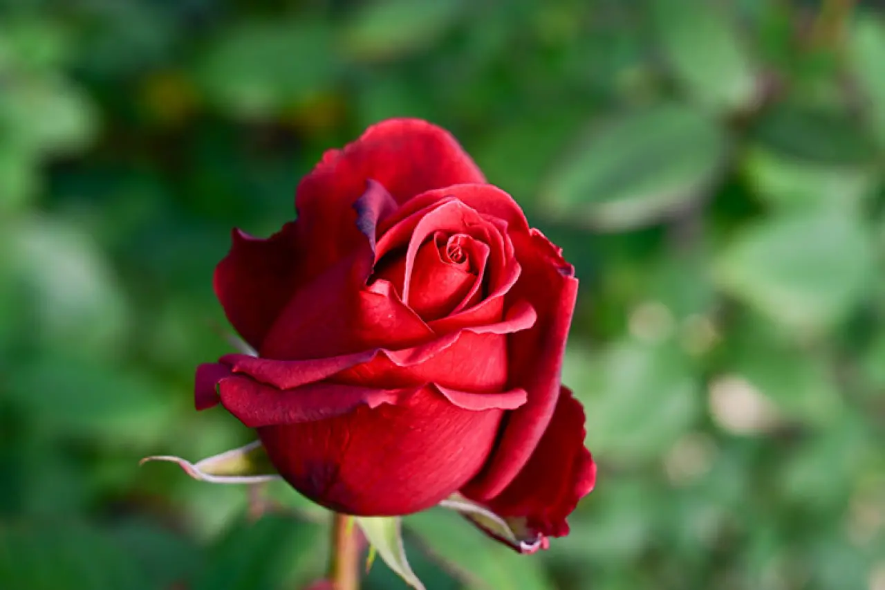 Sevgililer Günü İçin Çiçek Seçerken Anlamını Bilin: Her Çiçeğin Farklı Bir Mesajı Var! 3