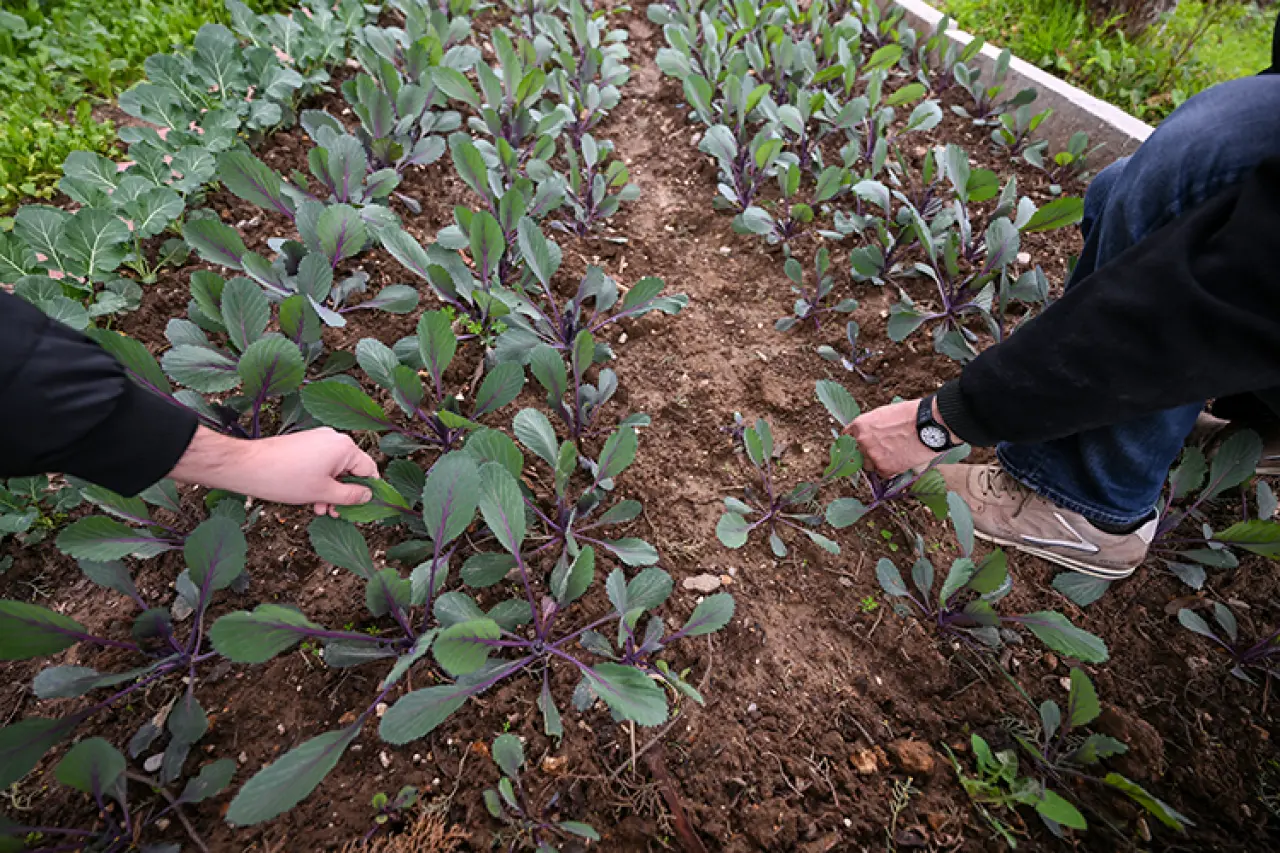 Psikolojik Hastalıklarda Yeni Proje Tarımla Terapi! Tarımla Terapi Nedir, İşe Yarıyor mu? 1