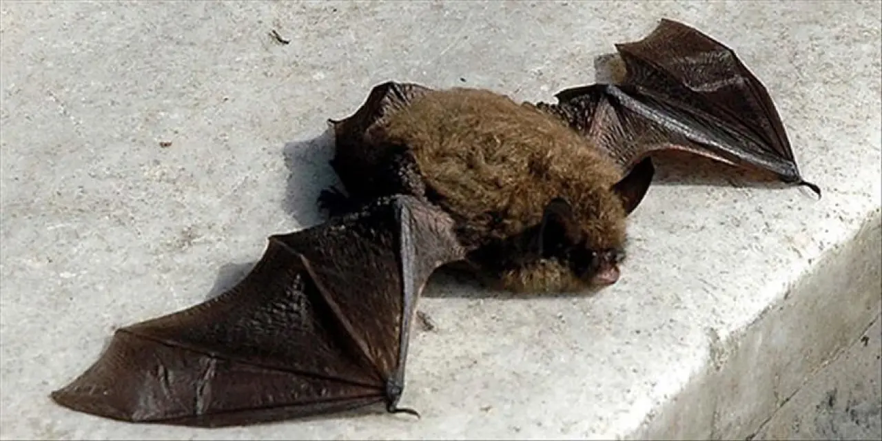 Yarasalar Üzerinde Tespit Edilen Yeni Koronavirüs İnsanlara Bulaşabilir mi? 2