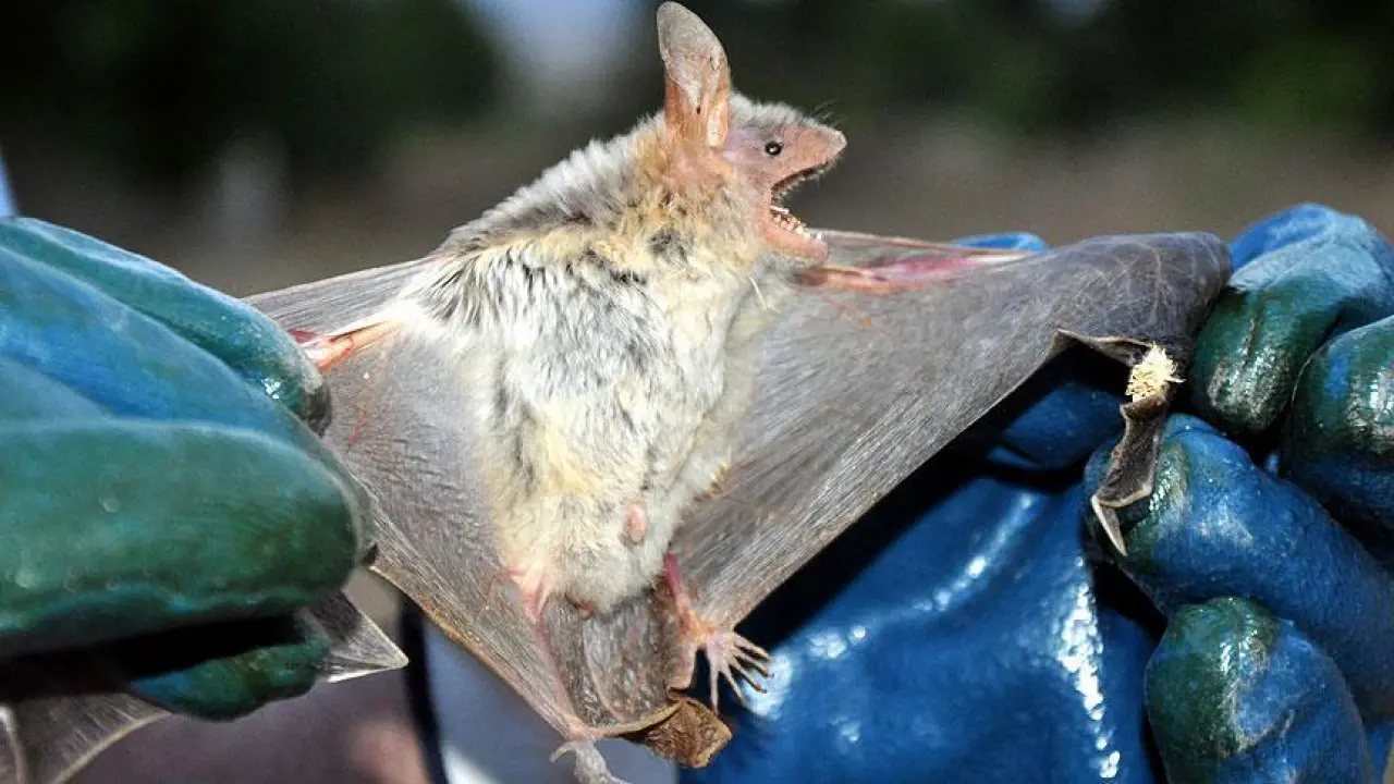 Yarasalar Üzerinde Tespit Edilen Yeni Koronavirüs İnsanlara Bulaşabilir mi? 3
