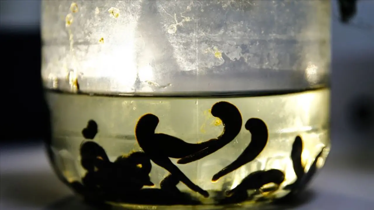 Sülük Salgısından Yeni Tedavi Yolda: MS ve Romatizma Hastalarına Umut Olabilir 2