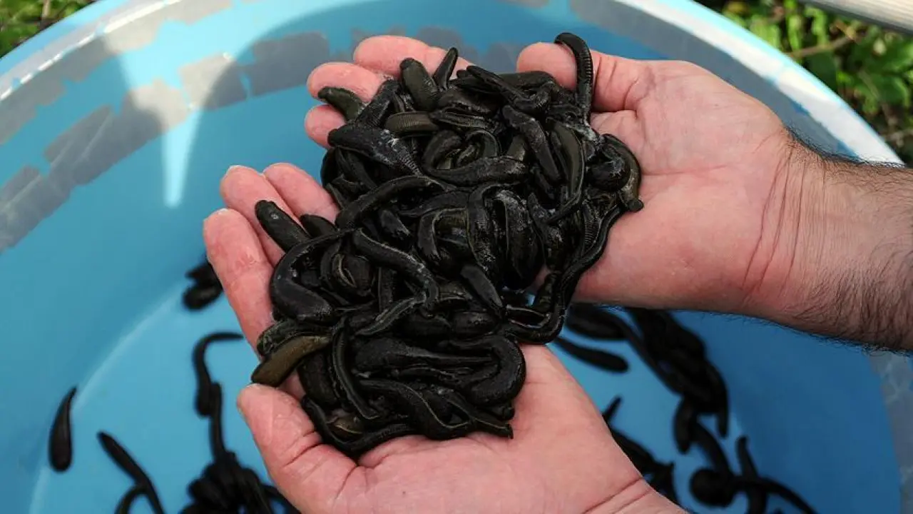 Sülük Salgısından Yeni Tedavi Yolda: MS ve Romatizma Hastalarına Umut Olabilir 3