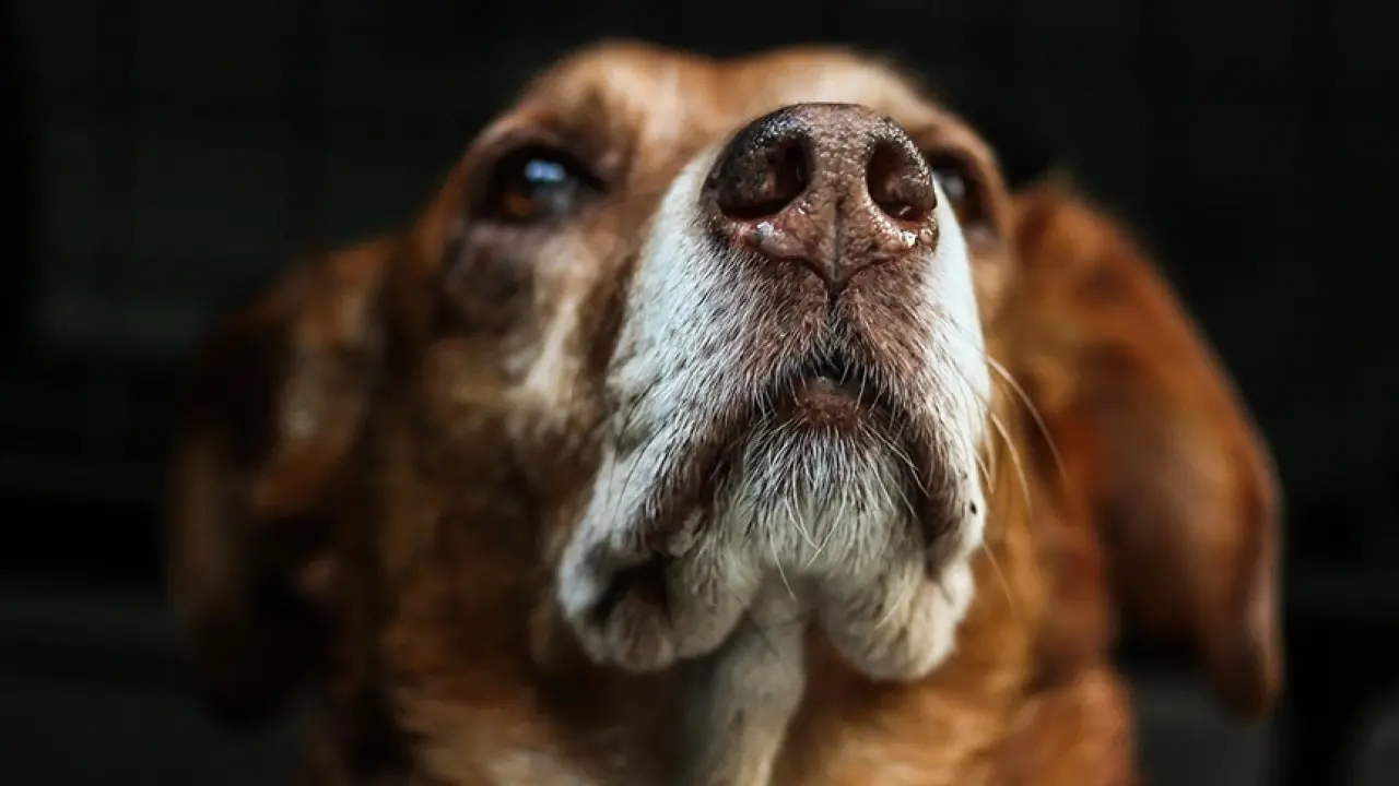 Son Dönemde Artan Köpek Saldırılarına Dikkat! Kuduz Belirtileri Neler, Korunmak İçin Neler Yapılmalı? 3