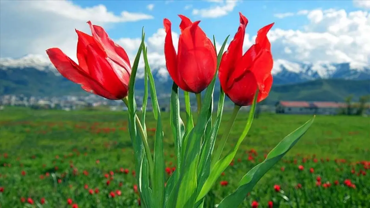 Sevgililer Günü İçin Çiçek Seçerken Anlamını Bilin: Her Çiçeğin Farklı Bir Mesajı Var! 9