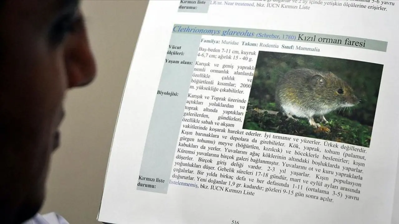 Ölümcül Tehlike Kapıda: Hantavirüs'e Dikkat! Hantavirüs Nedir? Belirtileri, Tedavisi ve Korunma Yöntemleri 2