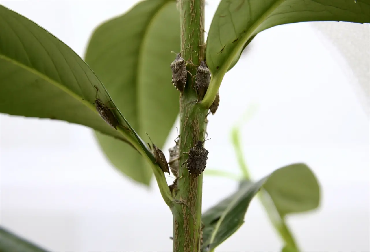 Fındık Üreticilerinin Kokarca Sorununa Çözüm Bulundu! Samuray Arısı Üretimi Hız Kazandı 4
