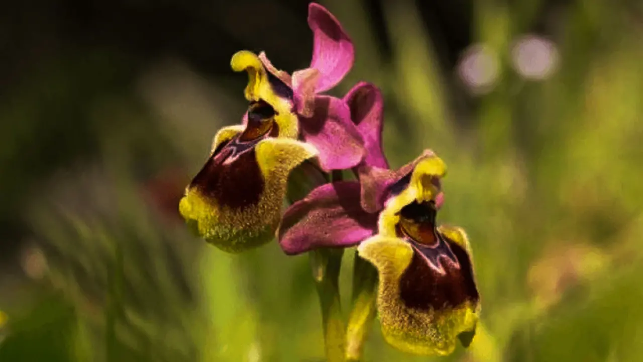 Bu çiçeği koparmayın! Cezası tam 557 bin TL 1