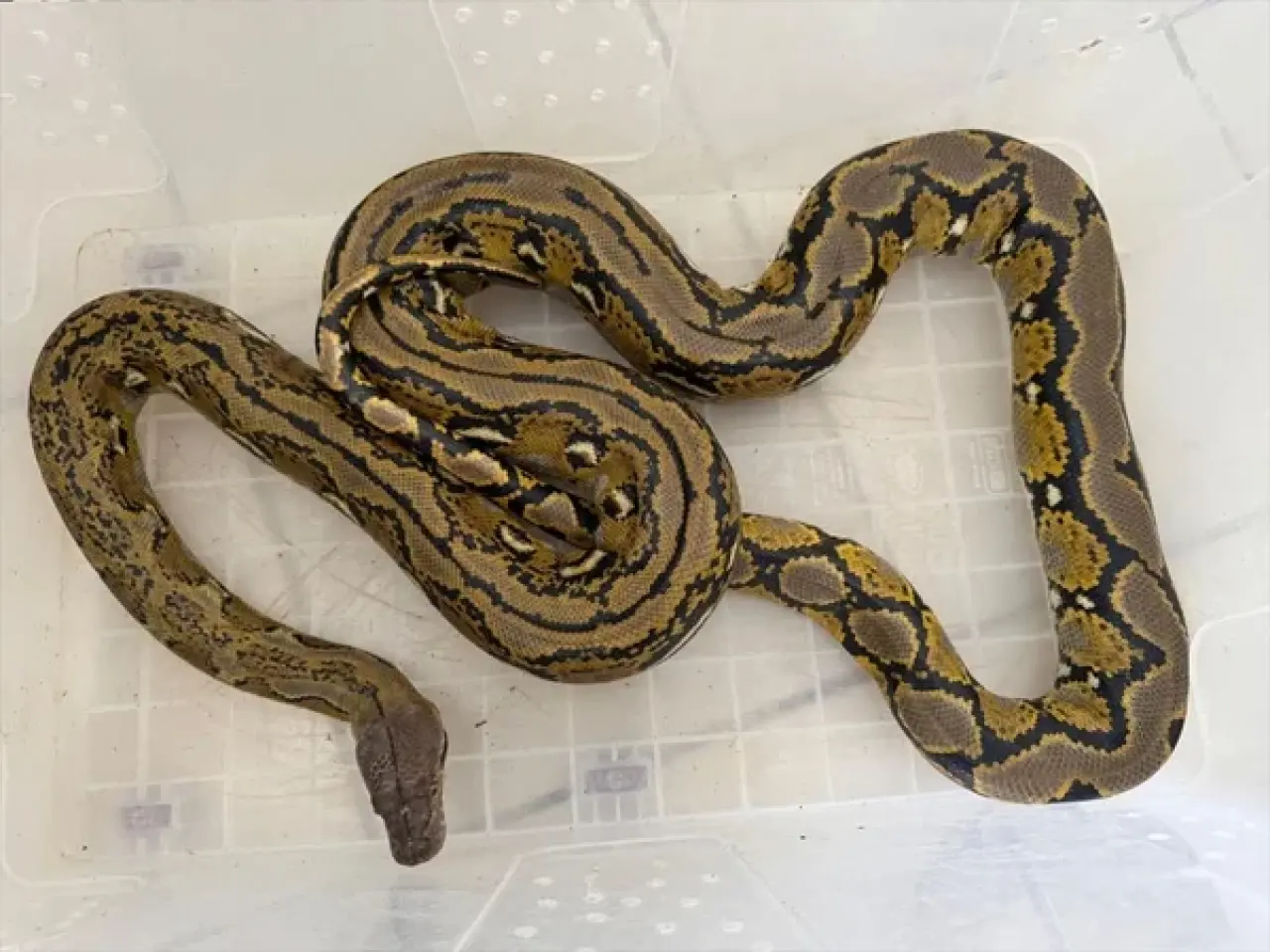 Otobüste nefes kesen anlar! Kartondan çıkan şey polisleri şoke etti 5