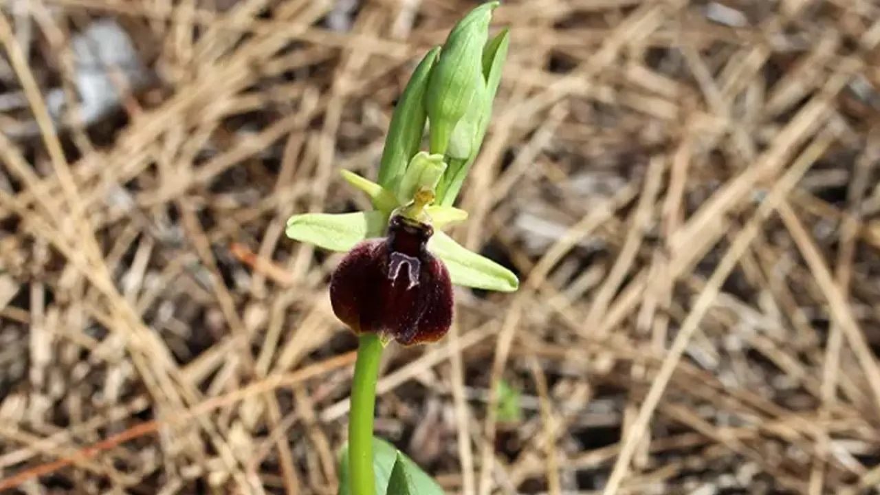 Bu çiçeği koparmayın! Cezası tam 557 bin TL 3