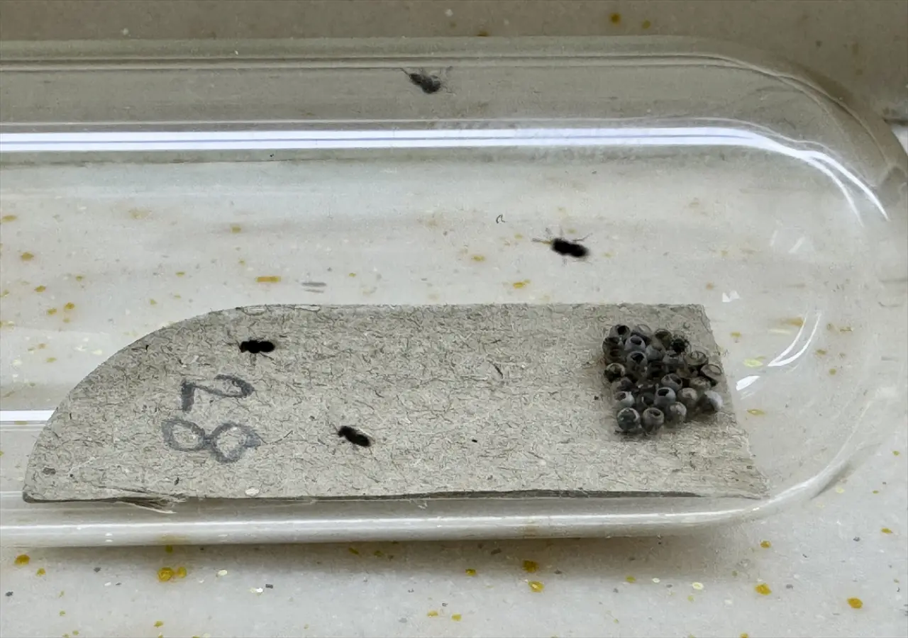 Fındık Üreticilerinin Kokarca Sorununa Çözüm Bulundu! Samuray Arısı Üretimi Hız Kazandı 1