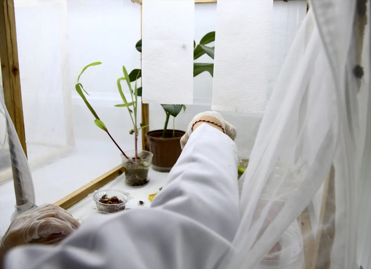 Fındık Üreticilerinin Kokarca Sorununa Çözüm Bulundu! Samuray Arısı Üretimi Hız Kazandı 2