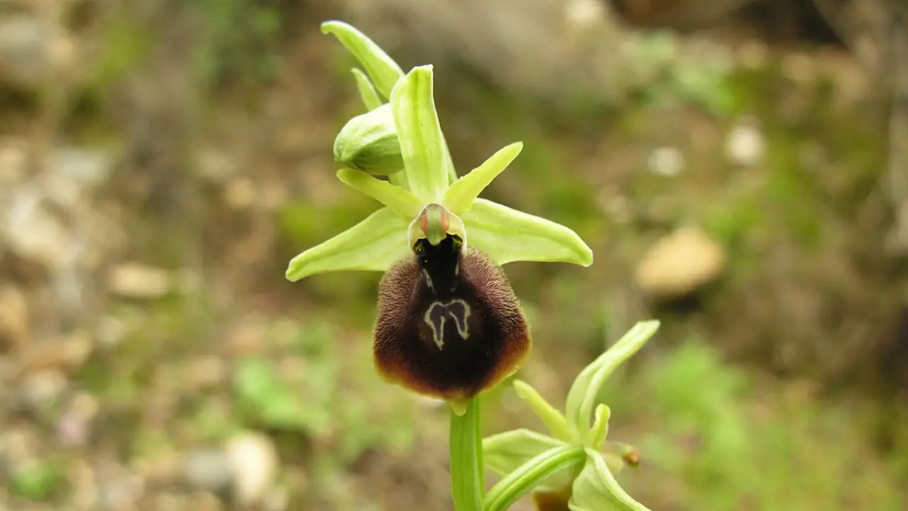 Bu çiçeği koparmayın! Cezası tam 557 bin TL 5